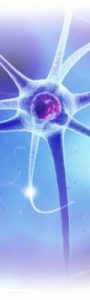 vertical-nerve-cell